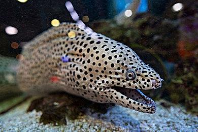 《海绵宝宝：宇宙摇摆》酷乐湖关卡18分钟演示视频